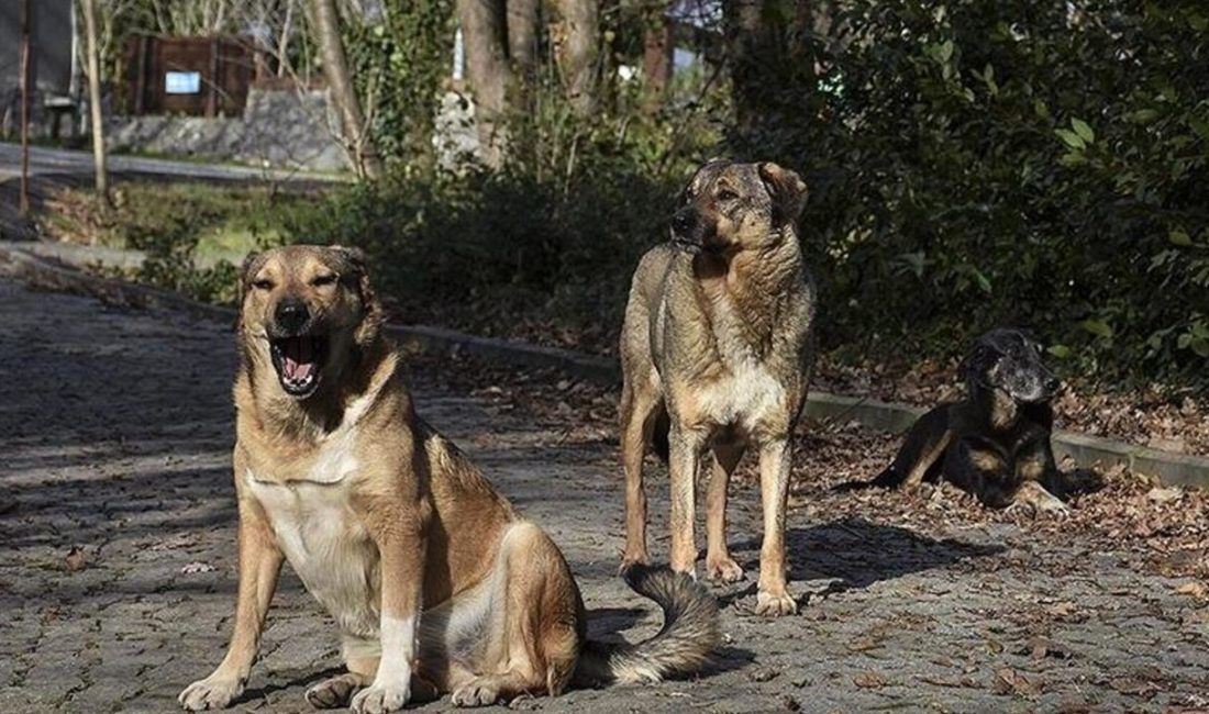 Hayvanları Koruma Kanununda değişiklik