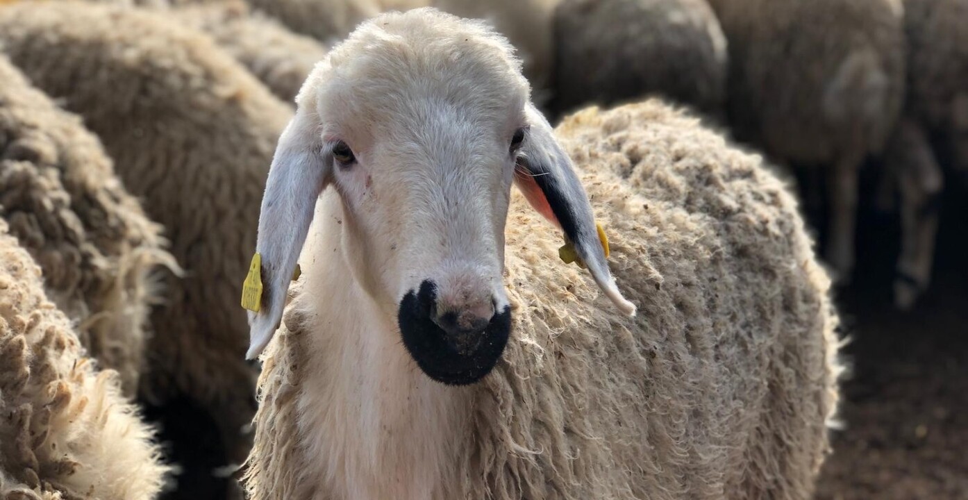 şap hastalığı tespiti