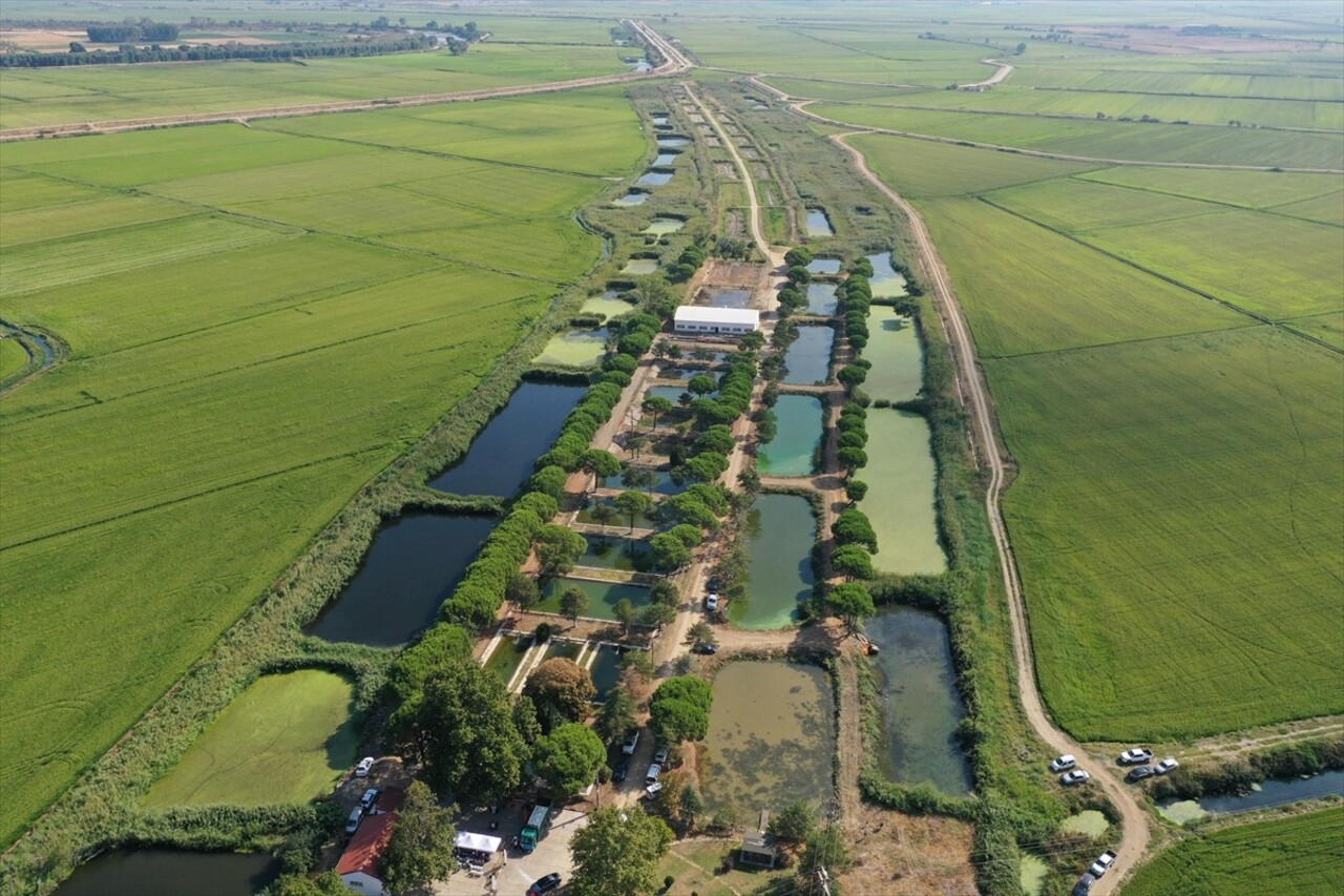 Edirne'nin İpsala ilçesindeki Su Ürünleri Üretim İstasyonu'nda bu yıl yetiştirilen 10 milyon yavru...