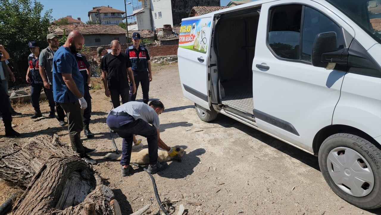 Amasya'nın Suluova ilçesinde, bağlandığı kamyonetin peşinde sürüklenerek götürülen köpek, Doğa...