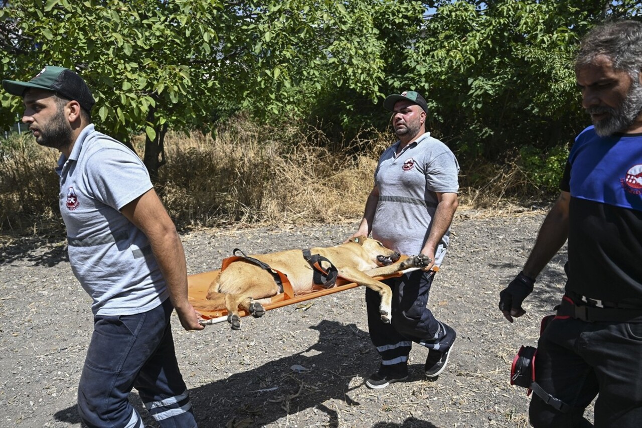 Fatih'te Ayhan Özçelik'in sahipsiz köpeklerin saldırısı sonucu hayatını kaybettiği alandaki 3...