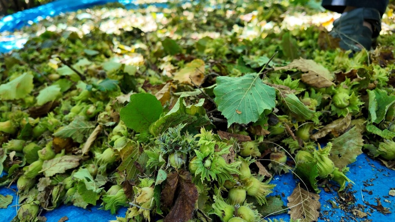 Bolu'nun Mudurnu ilçesine bağlı Taşkesti beldesinde hazırlıklarını tamamlayan üreticiler...