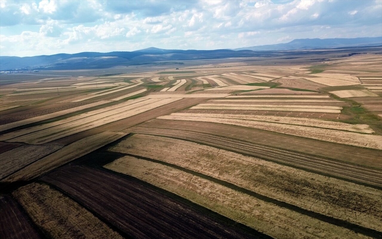 Kars İl Tarım ve Orman Müdürü Enver Aydın, kentte işlenmeyen tarım arazilerinin, oluşturulacak...