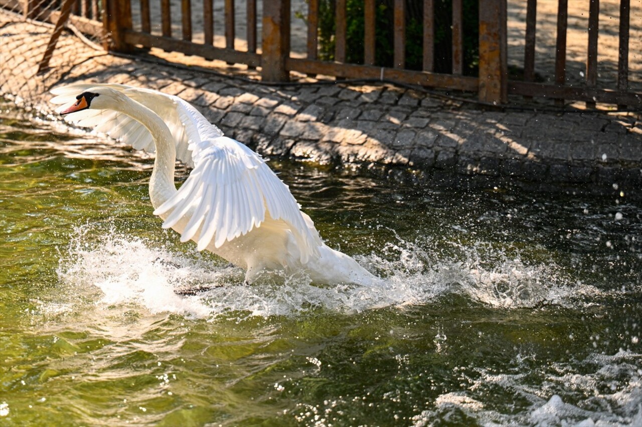 Ankara'nın simgelerinden Kuğulu Park'ta, yavrularını korumak ve bölgelerini sahiplenmek amacıyla...