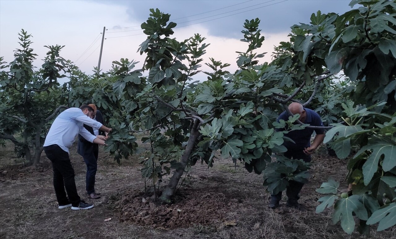 Samsun'un Tekkeköy ilçesinde mor patlıcan incirinin hasadına başlandı. 