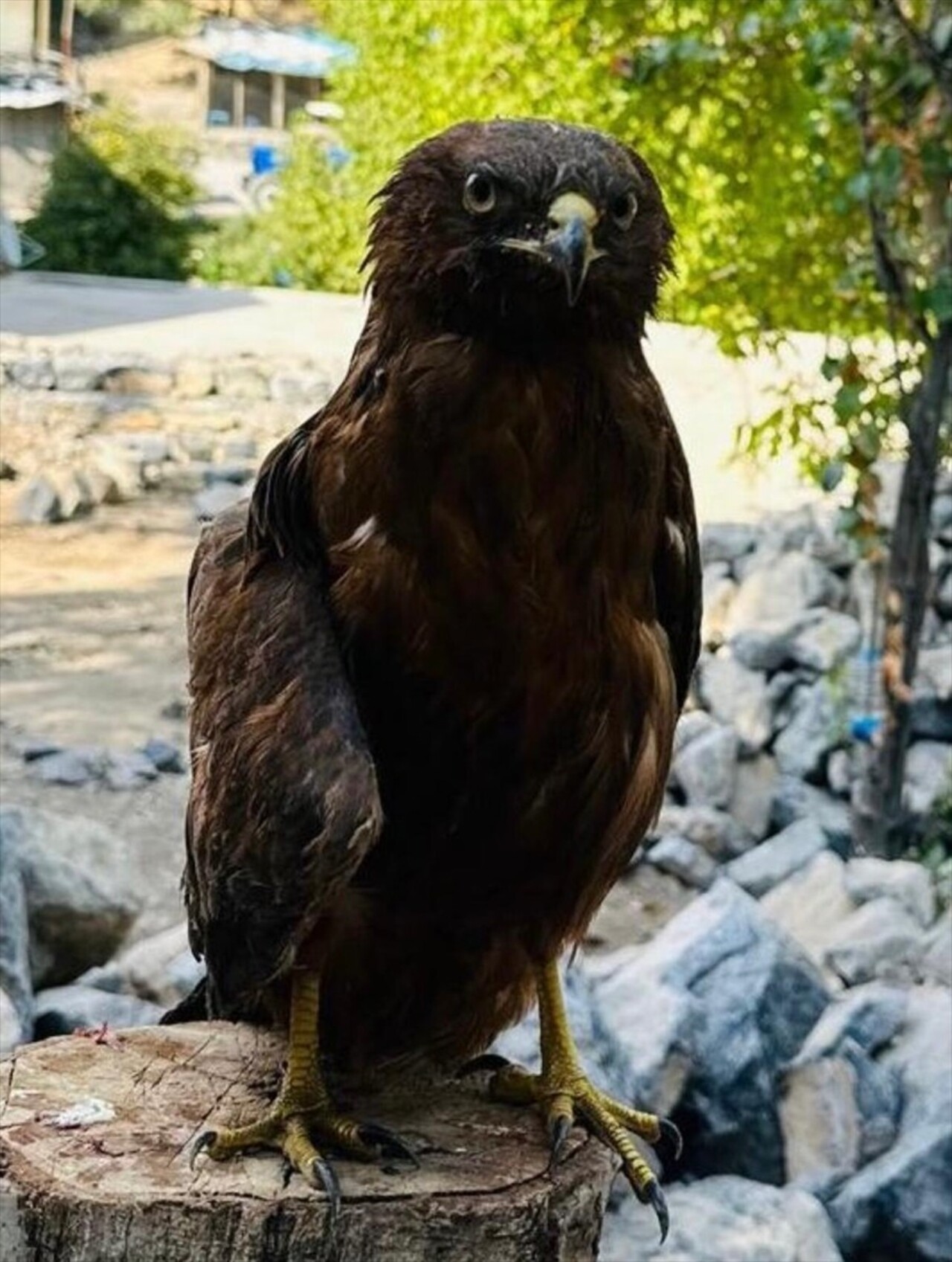 Şırnak'ın Uludere ilçesinde, arazide yaralı halde bulunan kaya kartalı tedavi altına...