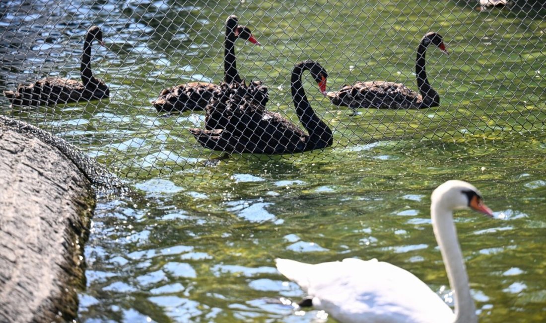 Kuğulu Park'ta yavrularını korumak