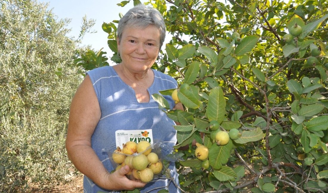 Silifke'de guava meyvesinin hasadı