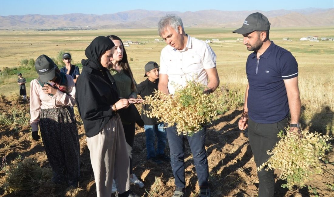 Yüksekova'da kadın girişimciler nohut