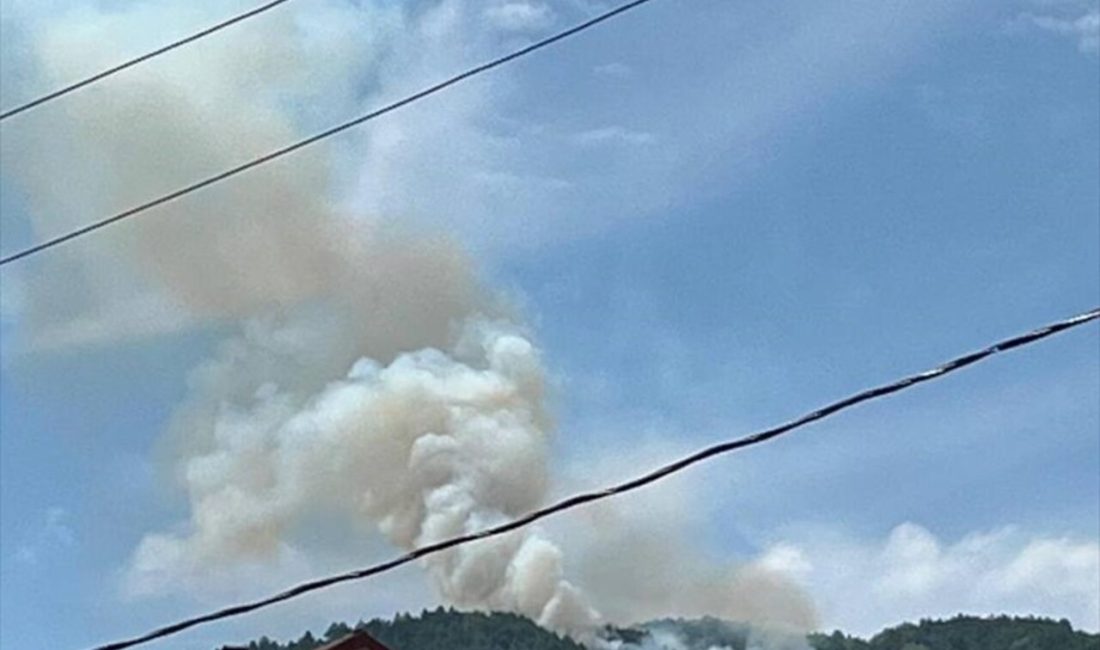 Zonguldak'ta meydana gelen orman