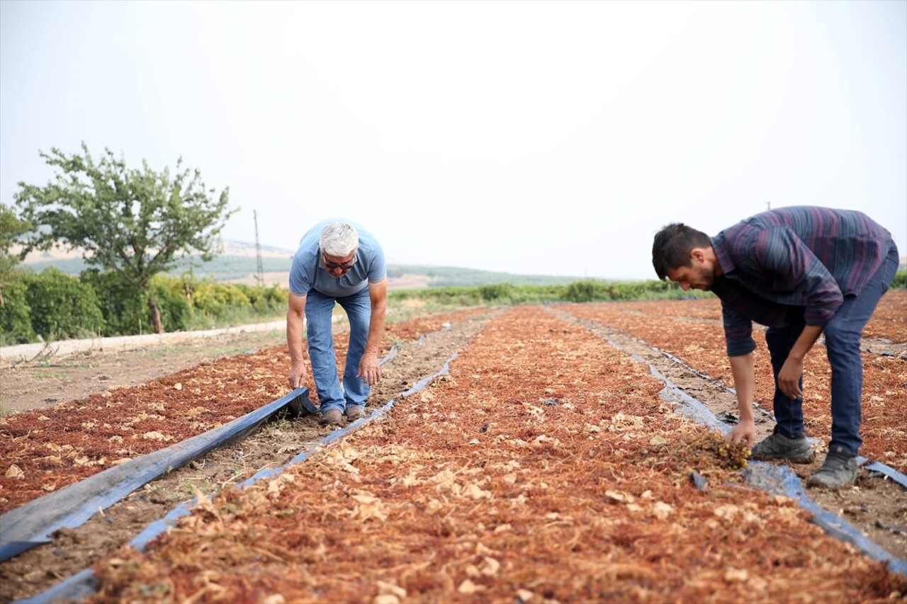 Manisa'da etkili olan gök gürültülü sağanak, sergideki üzümlerde zarara yol açtı. Saruhanlı...