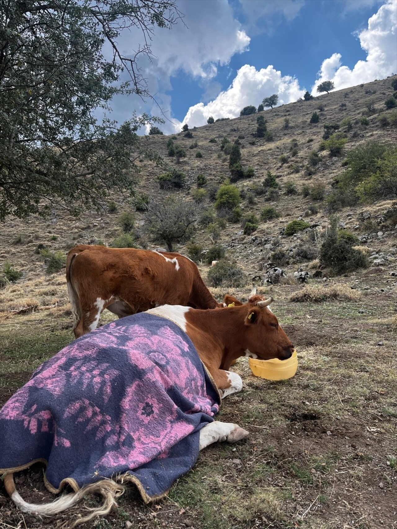 Afyonkarahisar'da yaylada eğimli arazide yuvarlanan bir inek, 1,5 kilometrelik yol açılarak...