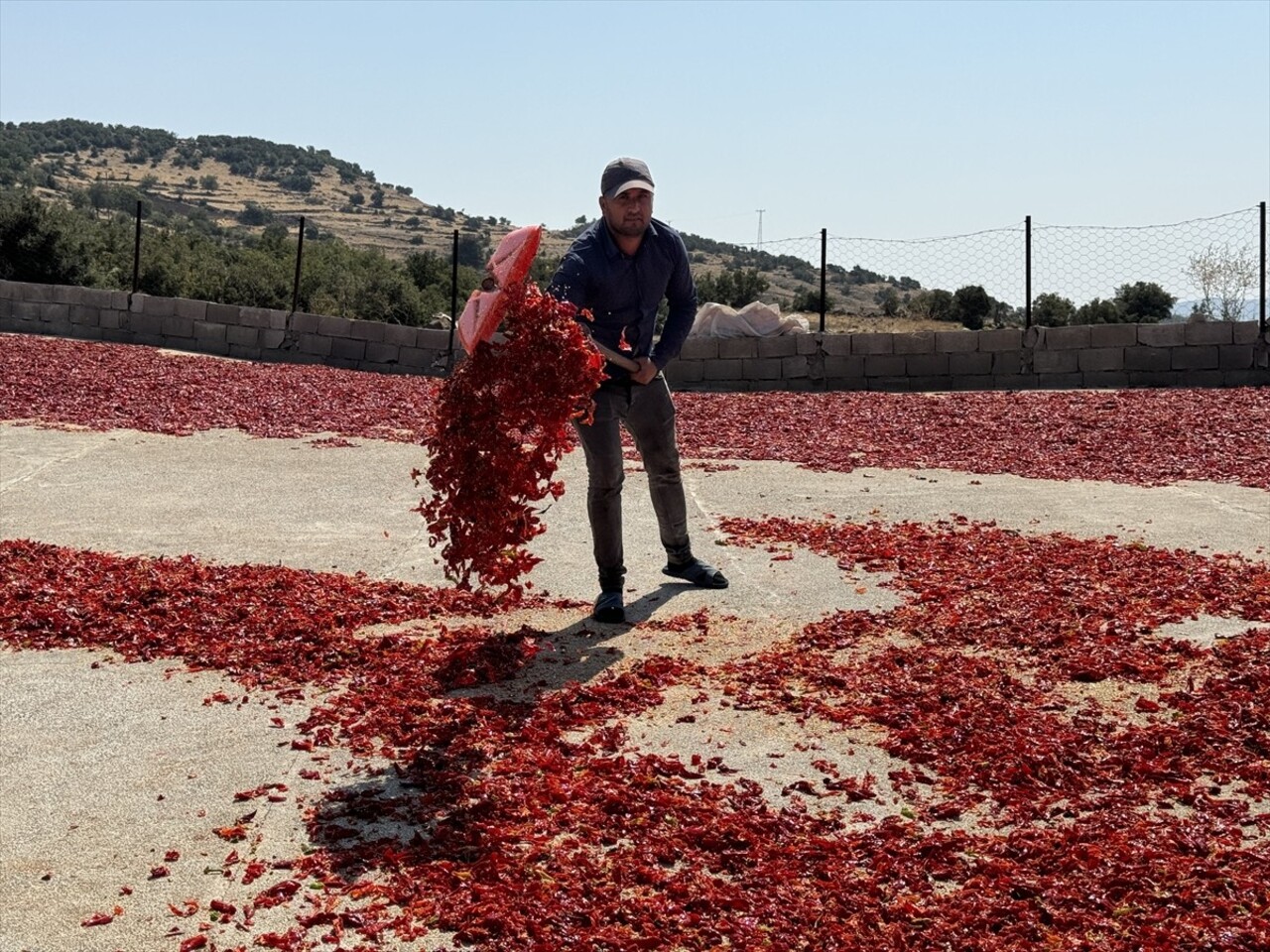 Türkiye'nin önemli kırmızı biber üretim merkezlerinden Kilis'te biber hasadı ve kurutma işlemleri...