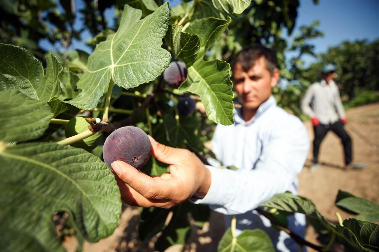 Bursa'da üretilen, uzun raf ömrü, iri ve dolgun dış görüntüsü ve tadıyla "dünyanın en kaliteli...