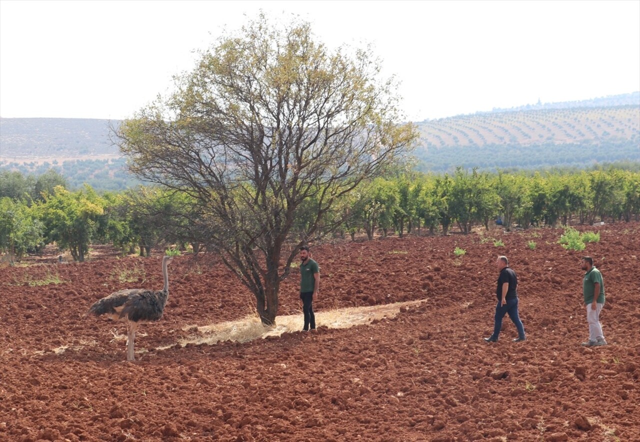 Kilis'te sahipsiz deve kuşu, ekiplerin çalışması sonucu yakalanarak koruma altına alındı.