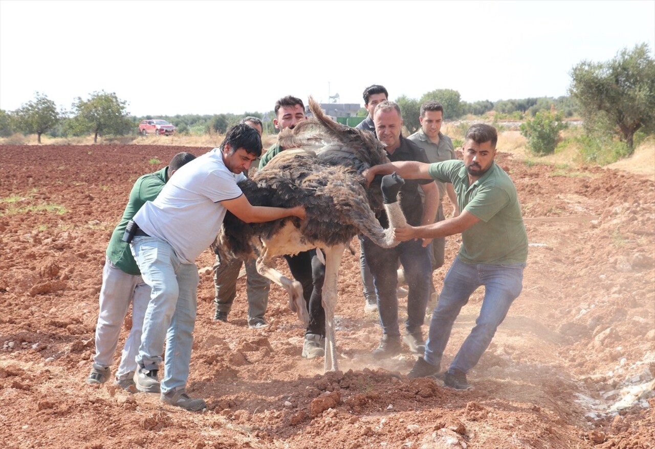 Kilis'te sahipsiz deve kuşu, ekiplerin çalışması sonucu yakalanarak koruma altına alındı.