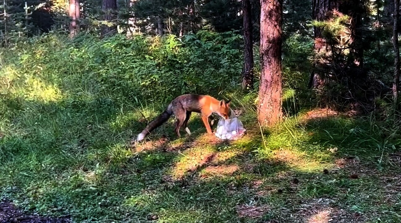 Kars’ın Sarıkamış ilçesinde piknik yapan vatandaşların et ve ekmekleri alan kızıl tilki, bölgeden...