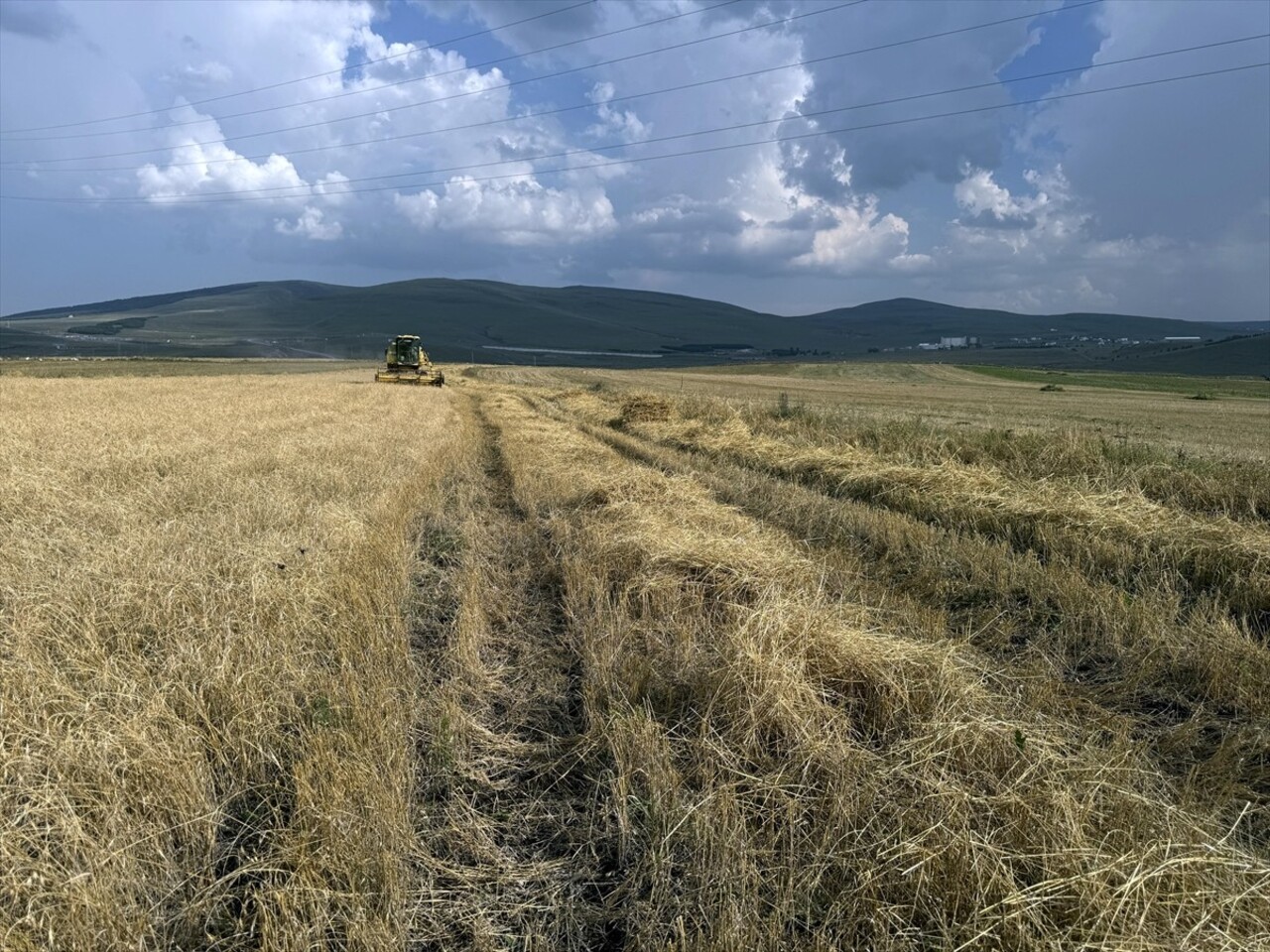 Yörede yüzyıllardır ekilen ancak unutulmaya yüz tutan kavılca buğdayında hasat dönemi başladı. İl...