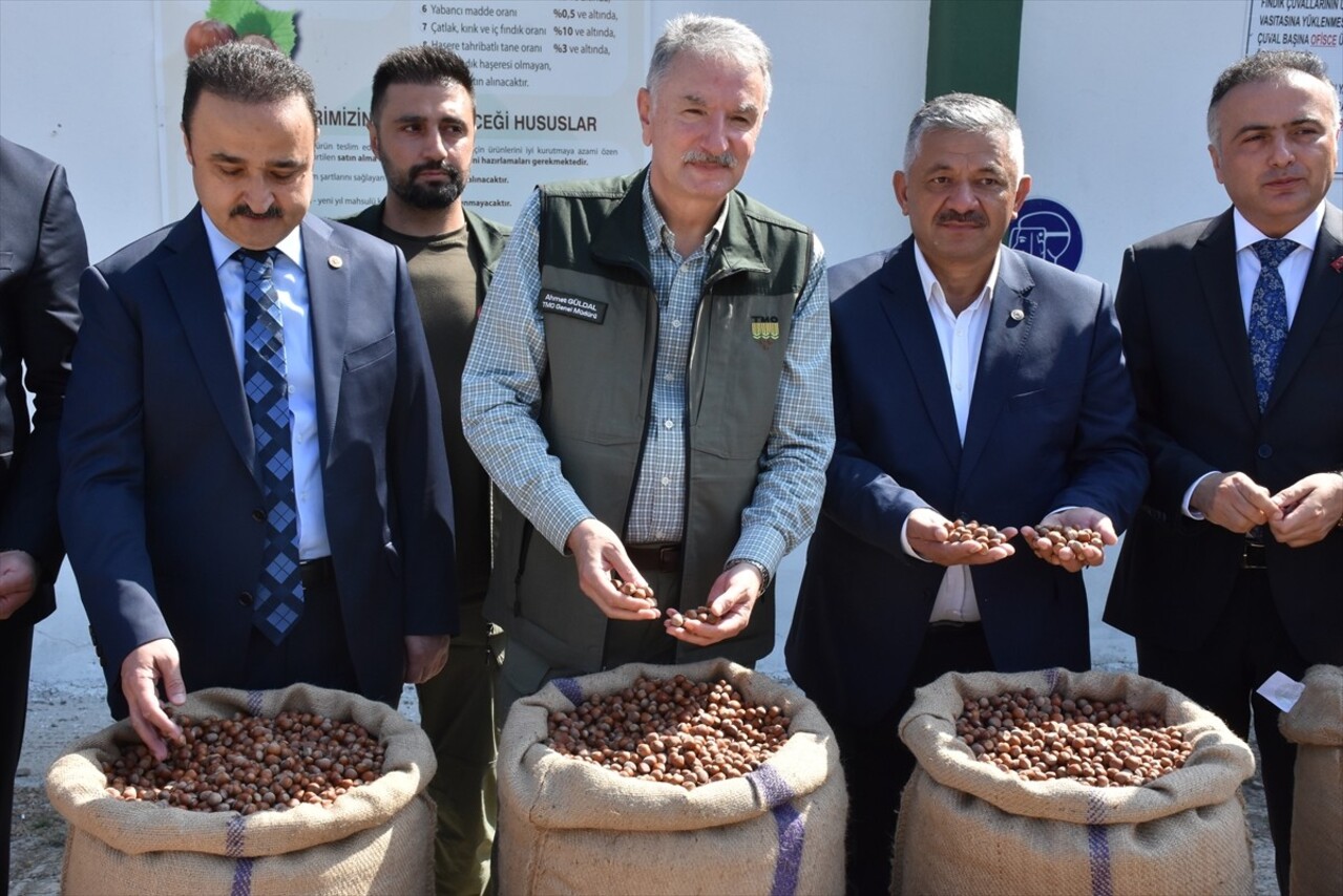 Toprak Mahsulleri Ofisi (TMO) Genel Müdürü Ahmet Güldal, Ordu'nun Gülyalı ilçesindeki fındık alım...