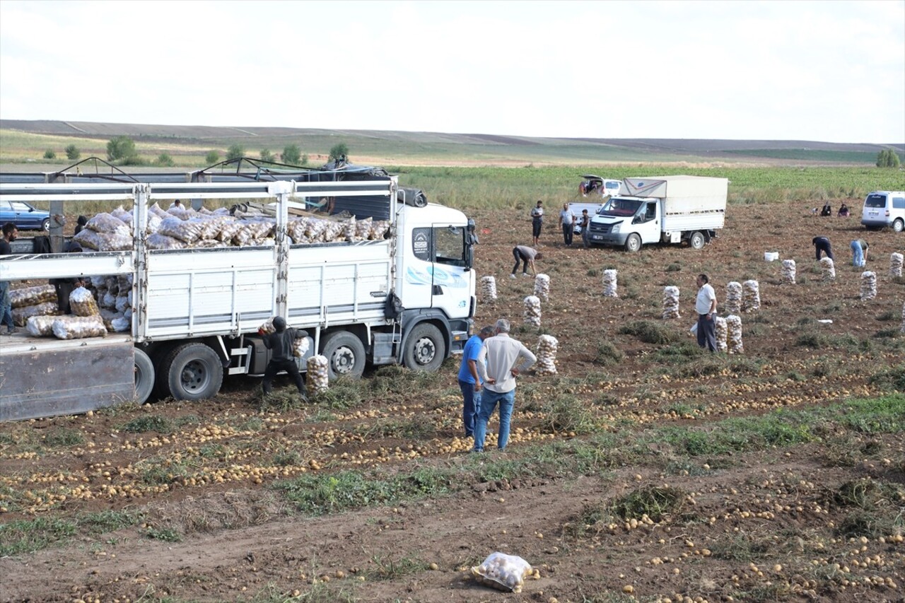 Çorum'un Alaca ilçesinde çiftçilik yapan Mahmut Tonbul (fotoğrafta), küçük olduğu için satamadığı...