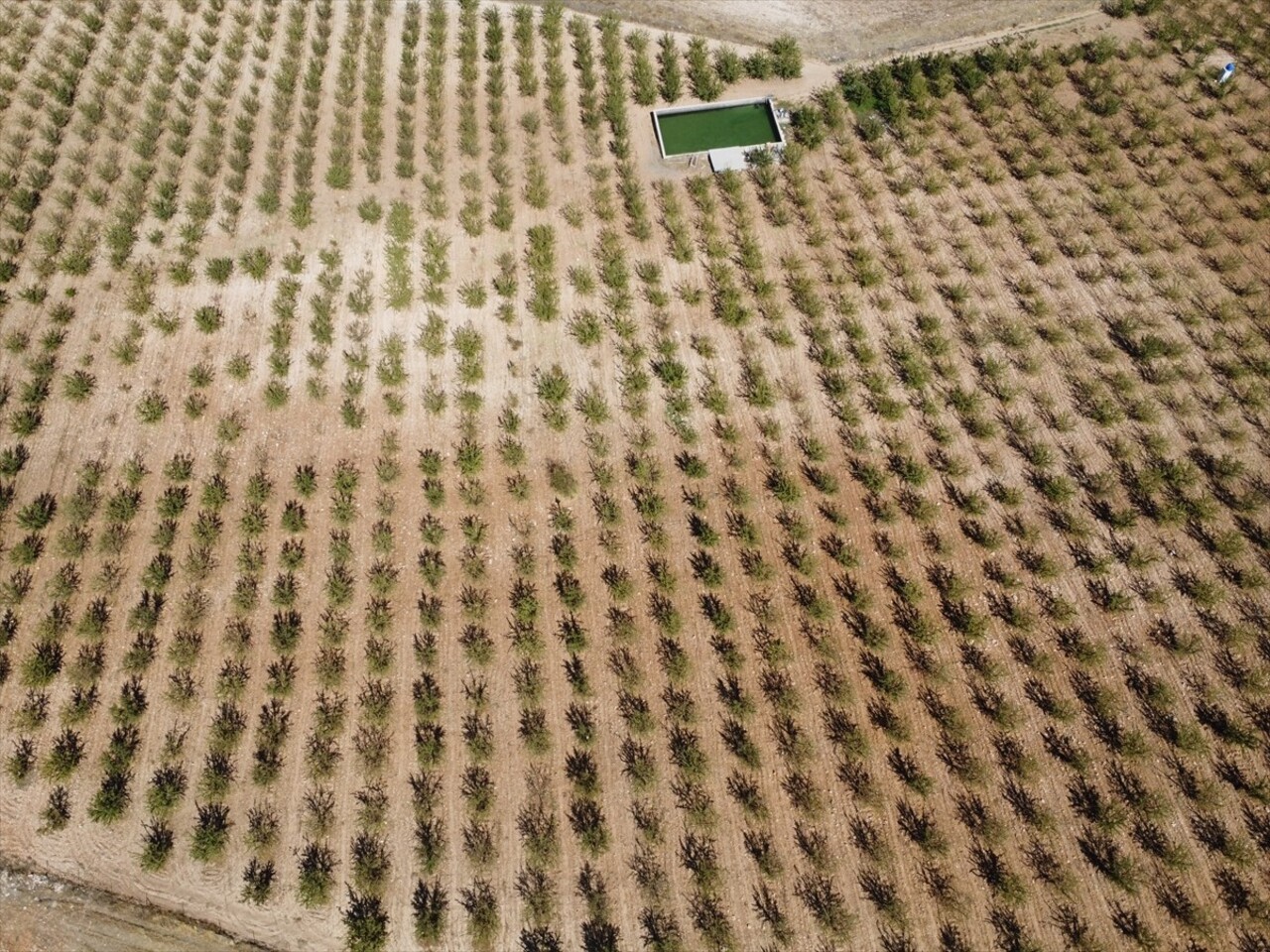 Elazığ'da yaklaşık 32 bin dekar alanda bulunan 472 bin ağaçta yetiştirilen bademin hasadına...