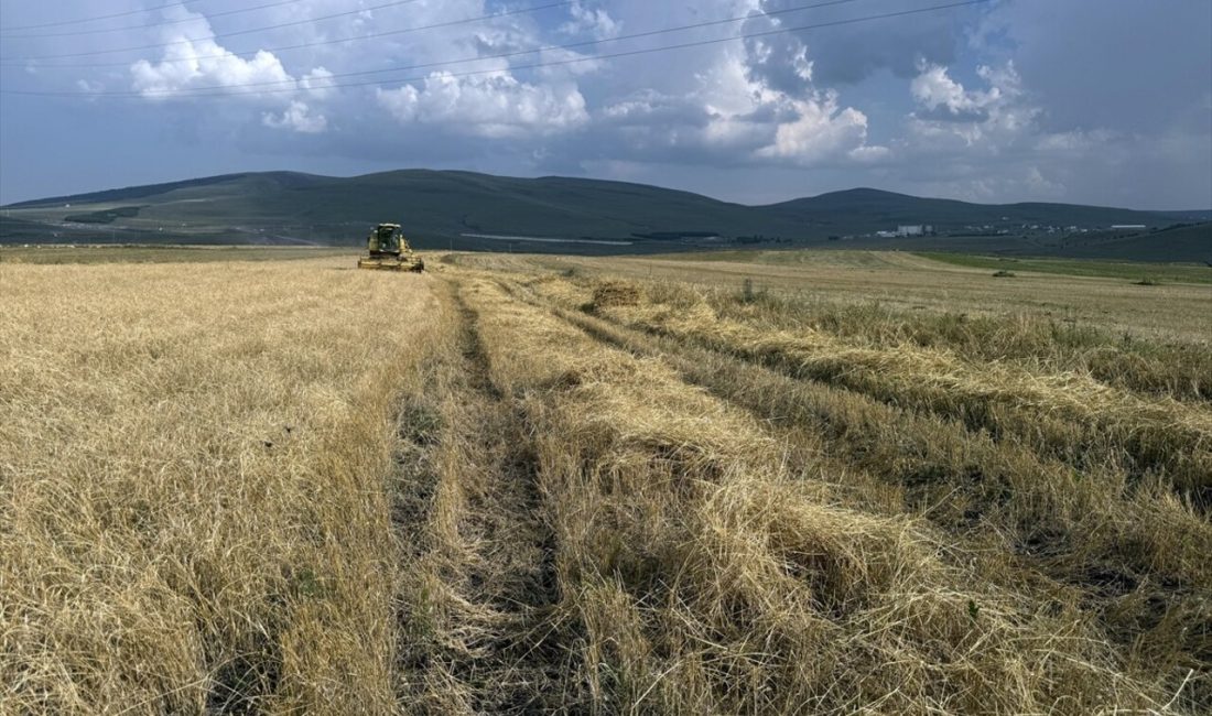 Tescilli Kavılca buğdayında hasat