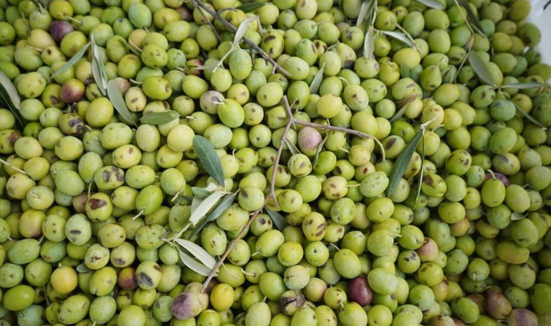 Ayvalık'ta zeytin hasadı başladı,