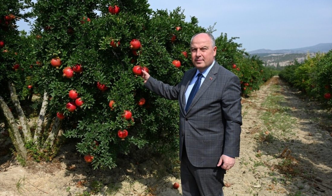 Denizli, nar hasadıyla birlikte