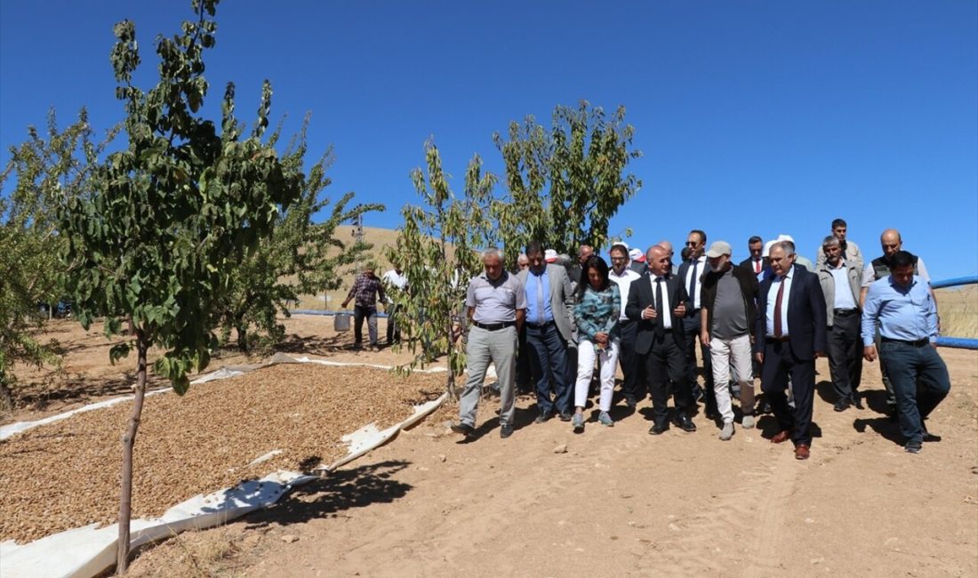 Elazığ'da 472 bin badem