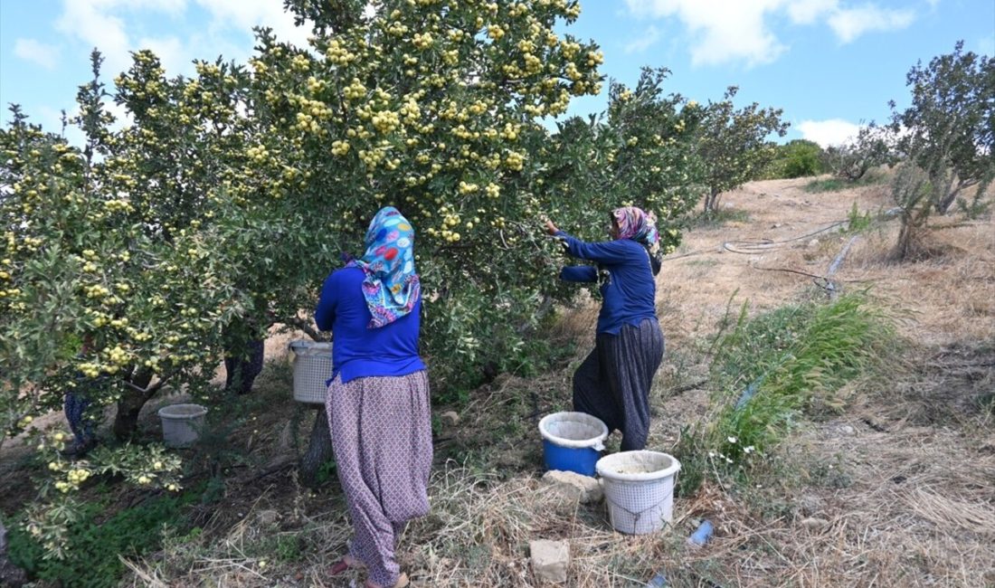 Belen ilçesinde alıç hasadı