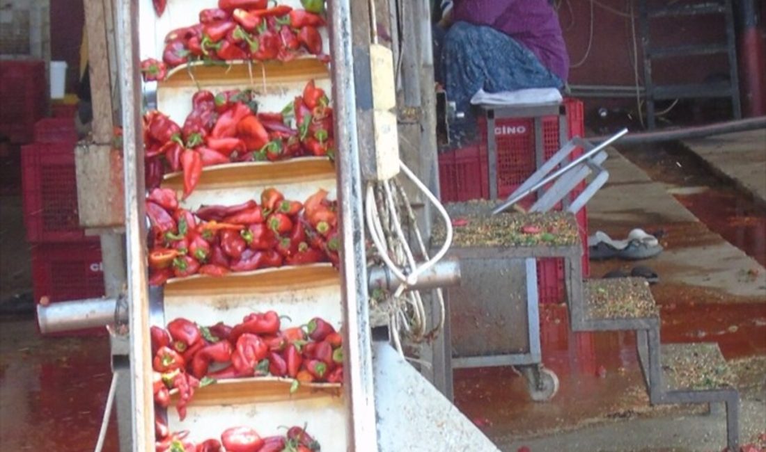 Gaziantep'in tescilli İslahiye biberi,