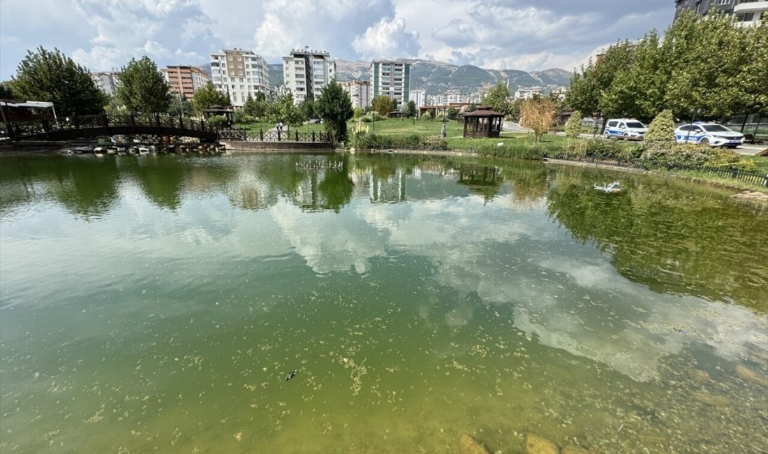 5 yaşındaki çocuk, göletin