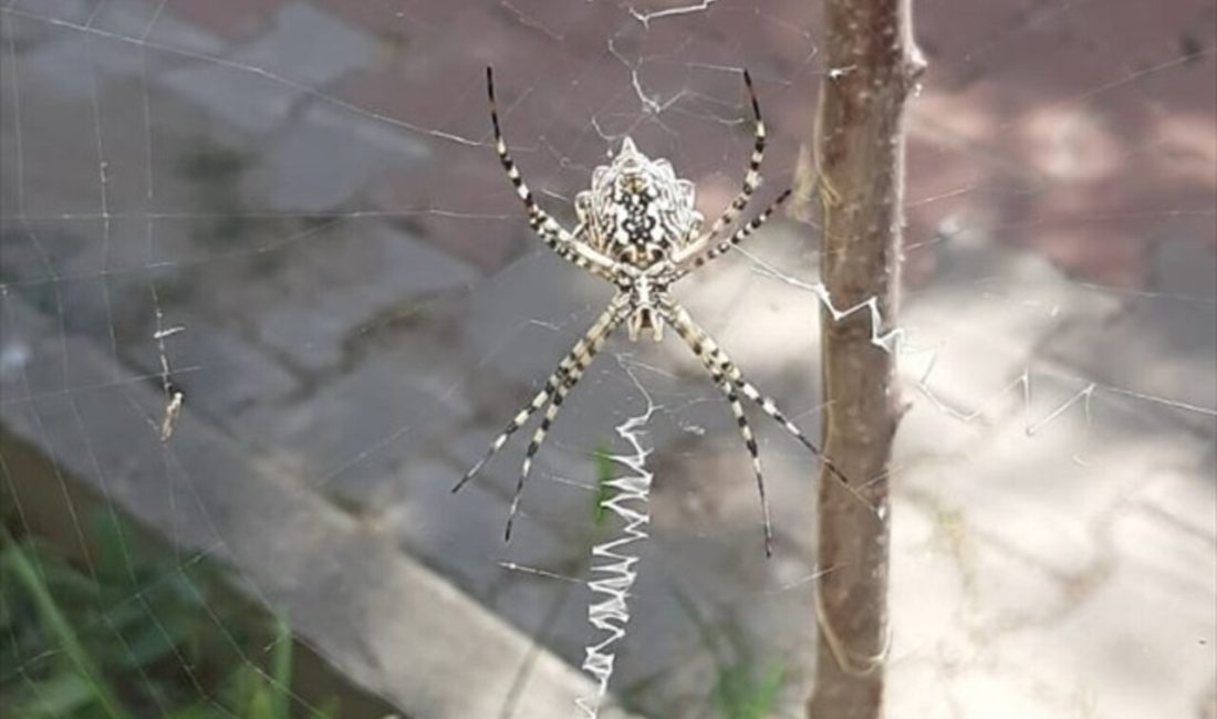 Karabük'te, zehirli Argiope Lobata