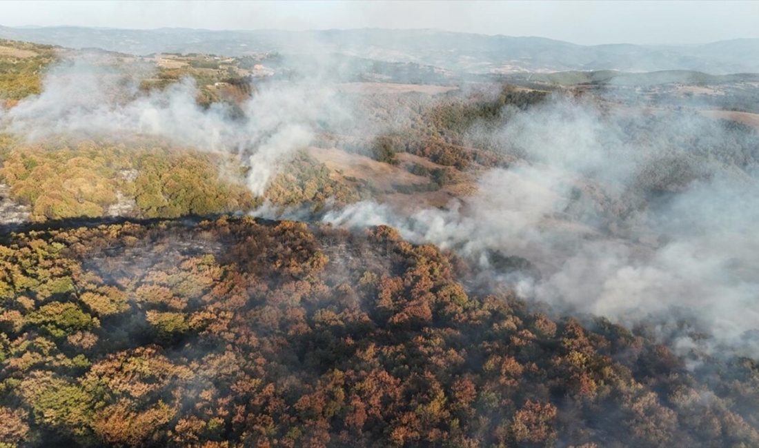 Kocaeli'de Karamürsel'de çıkan orman