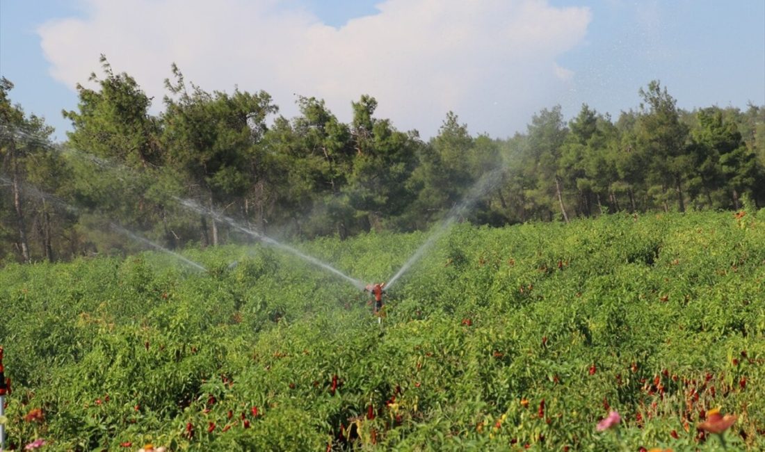 Kilis'te biber hasadı sezonu