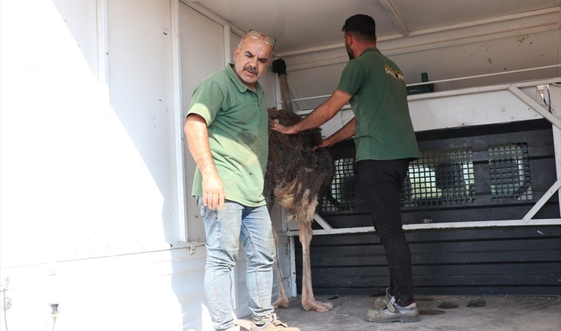 Kilis'te sahipsiz durumda bulunan