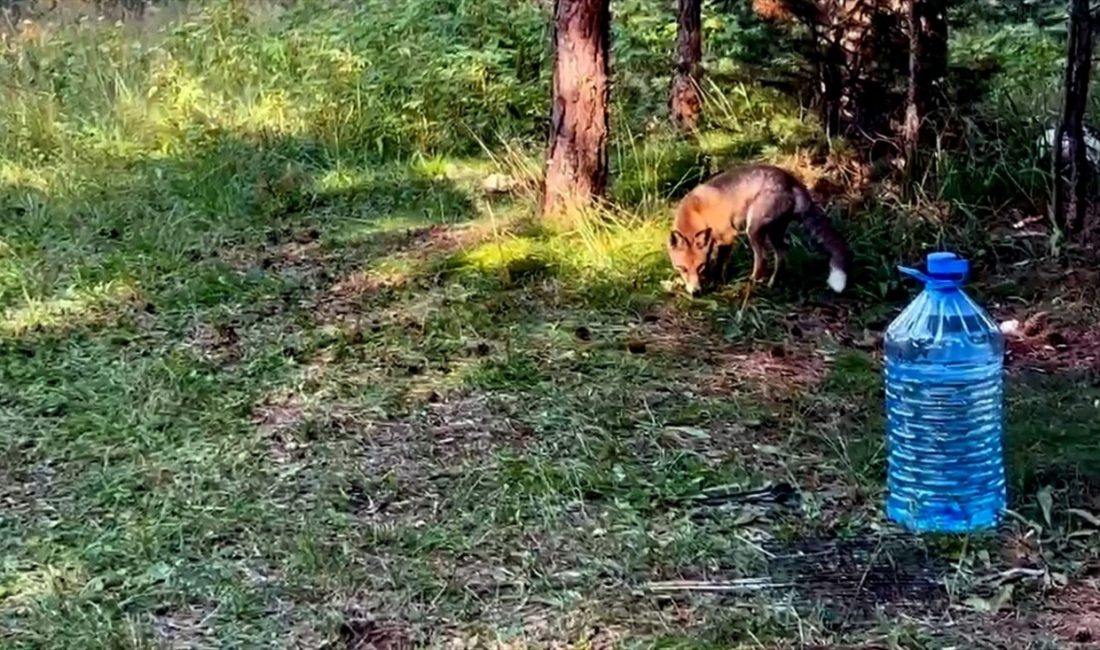 Sarıkamış’ta piknik yapanların yiyeceklerine