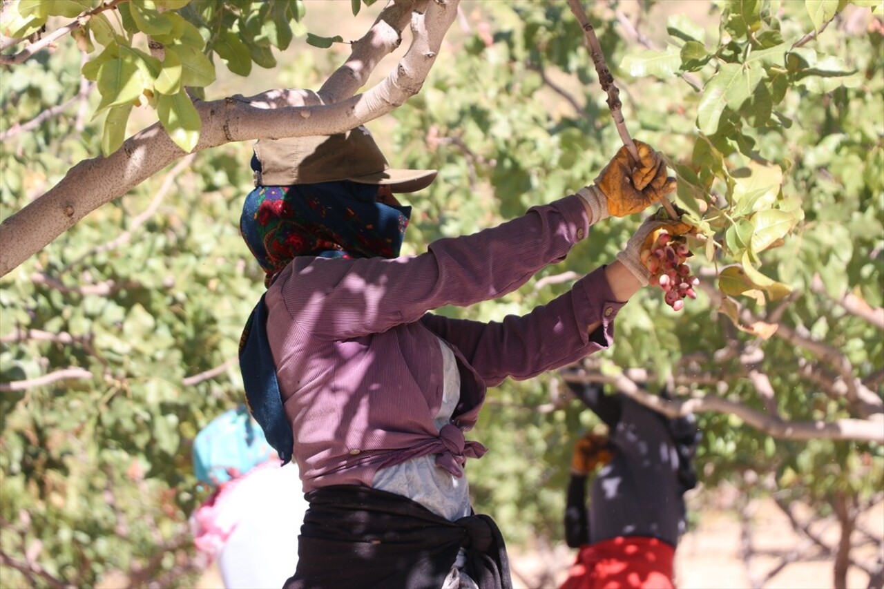 Siirt Fıstığı Doğa ve Kültür Festivali'nde Fıstık Hasadı Yapıldı - Mimarihaber