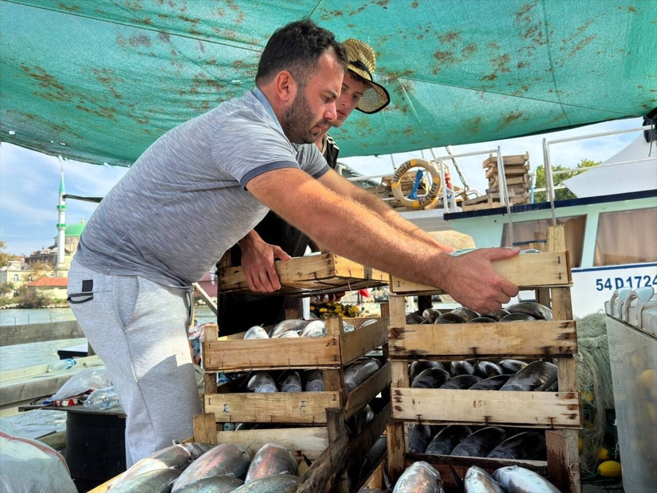 Sakarya'nın Kocaali ilçesinde ağlarına bol miktarda palamut takılan balıkçının sevinci...