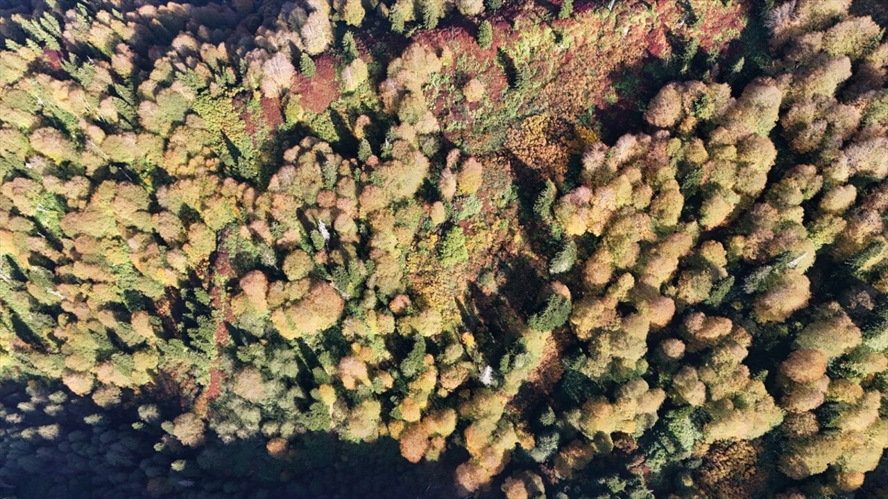 Artvin'de yerli ve yabancı turistlerin en çok ziyaret ettiği yerler arasındaki Borçka Karagöl...