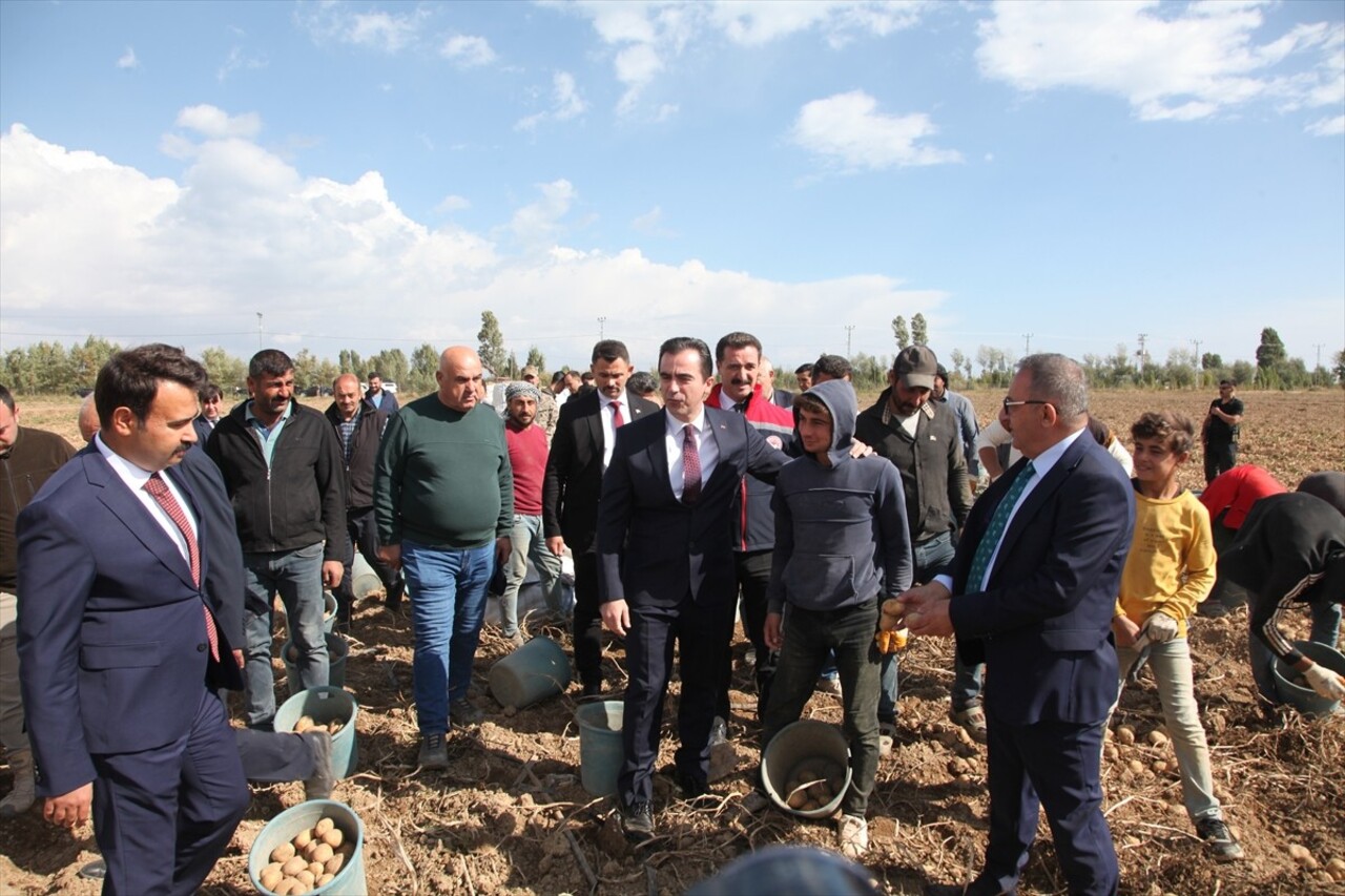 Bitlis Valisi Ahmet Karakaya (sağ3), Ahlat ilçesinde patates hasadına katıldı, üreticilerle bir...