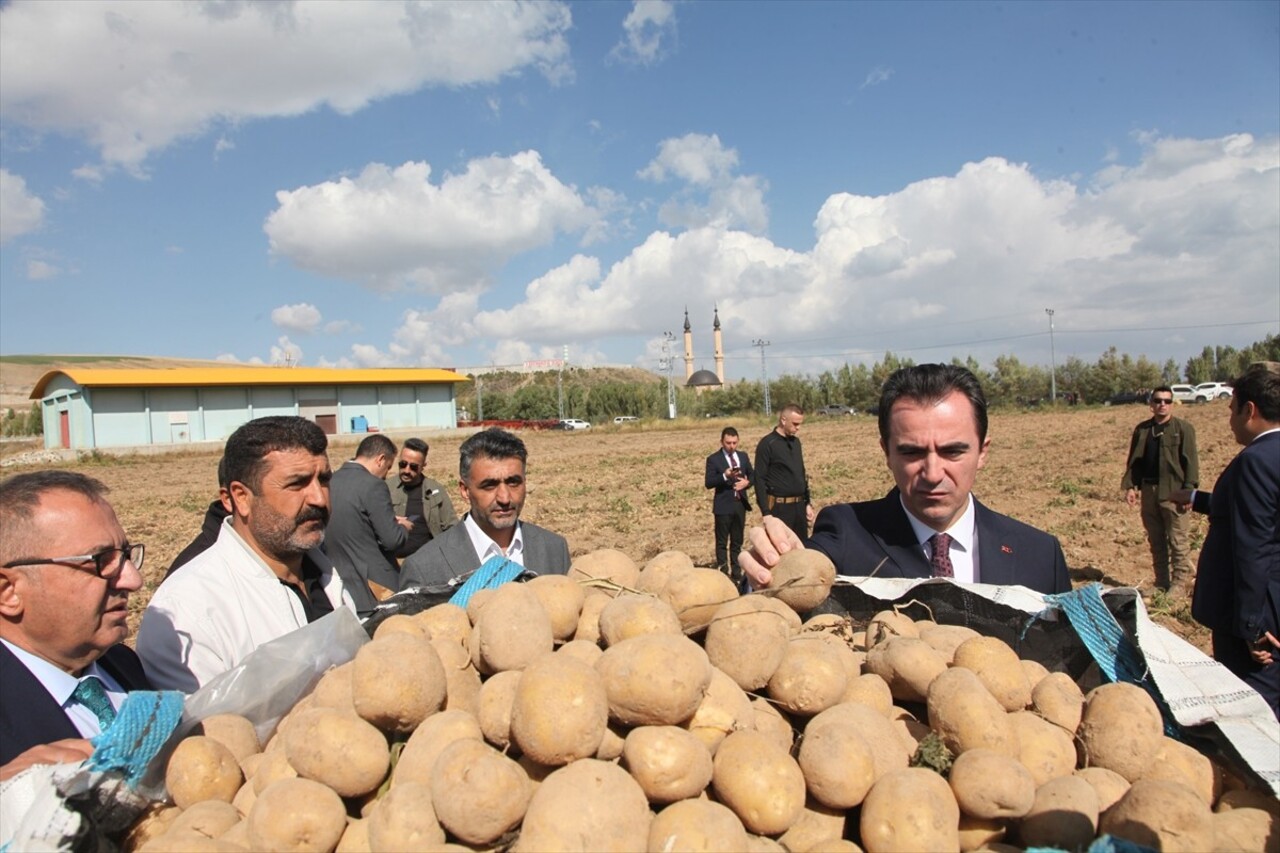 Bitlis Valisi Ahmet Karakaya (sağ3), Ahlat ilçesinde patates hasadına katıldı, üreticilerle bir...