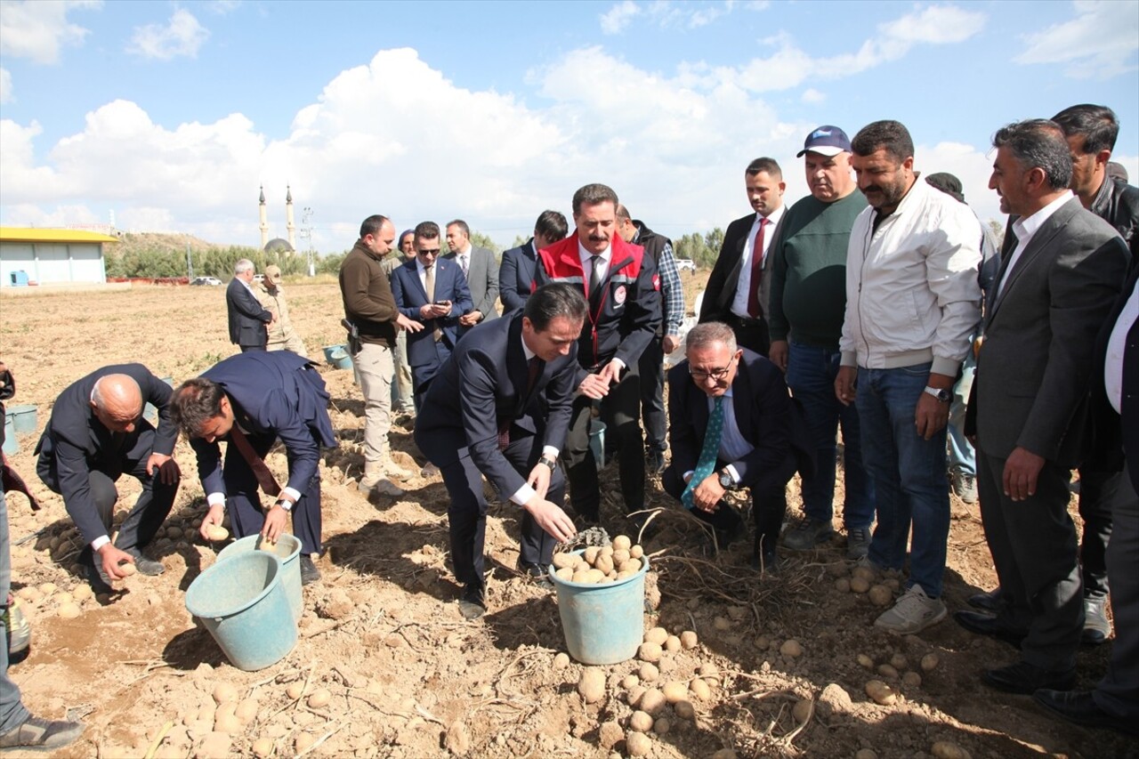 Bitlis Valisi Ahmet Karakaya (sağ3), Ahlat ilçesinde patates hasadına katıldı, üreticilerle bir...