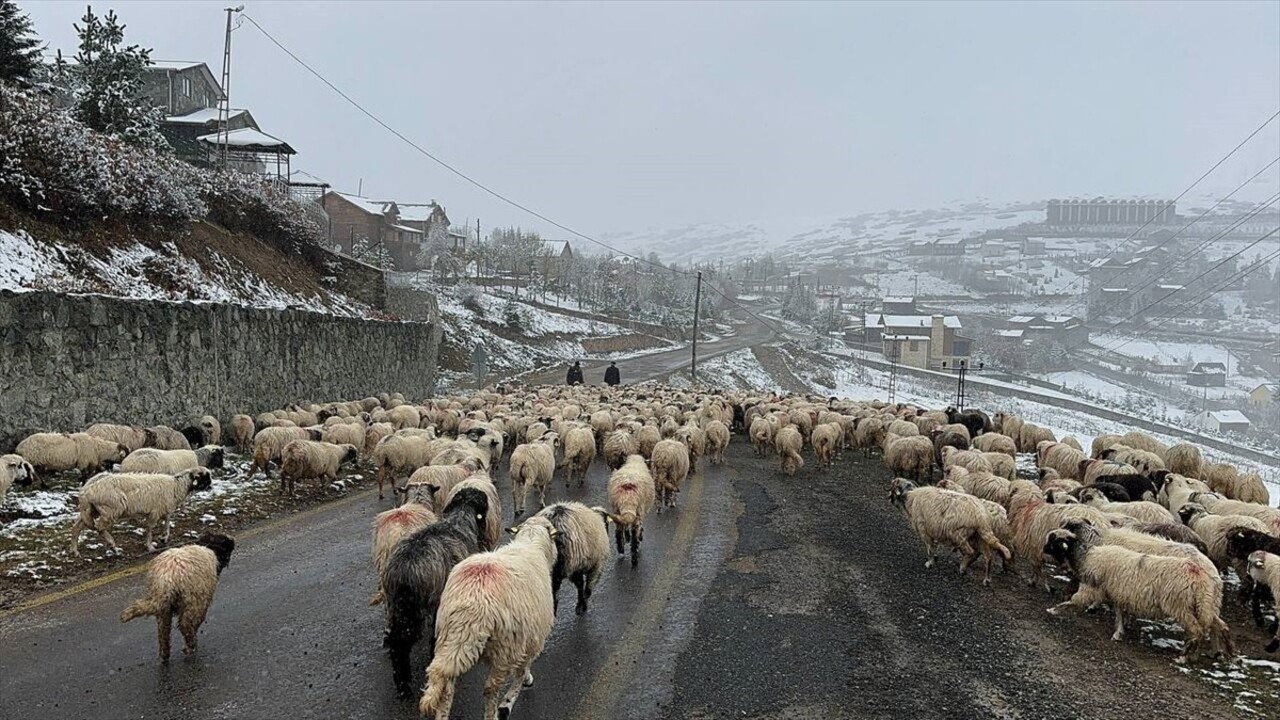 Ordu'nun yüksek kesimleri karın ardından beyaz örtüyle kaplandı. Kentin Kabadüz ilçesine bağlı 2...