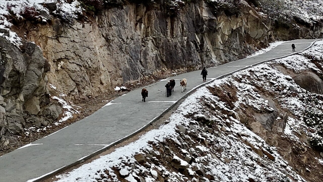 Rize'nin Çamlıhemşin ilçesinde baharda hayvanlarıyla yaylalara çıkan vatandaşlar köylere dönüş...