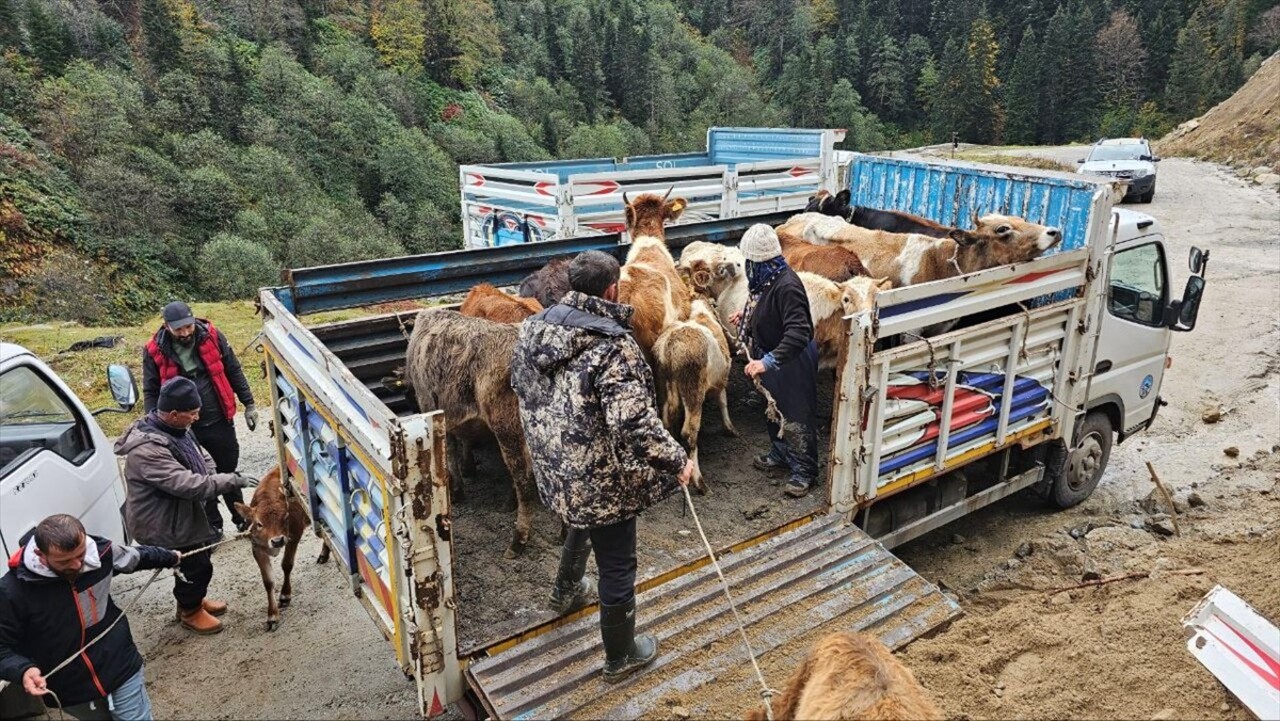 Rize'nin Çamlıhemşin ilçesinde baharda hayvanlarıyla yaylalara çıkan vatandaşlar köylere dönüş...