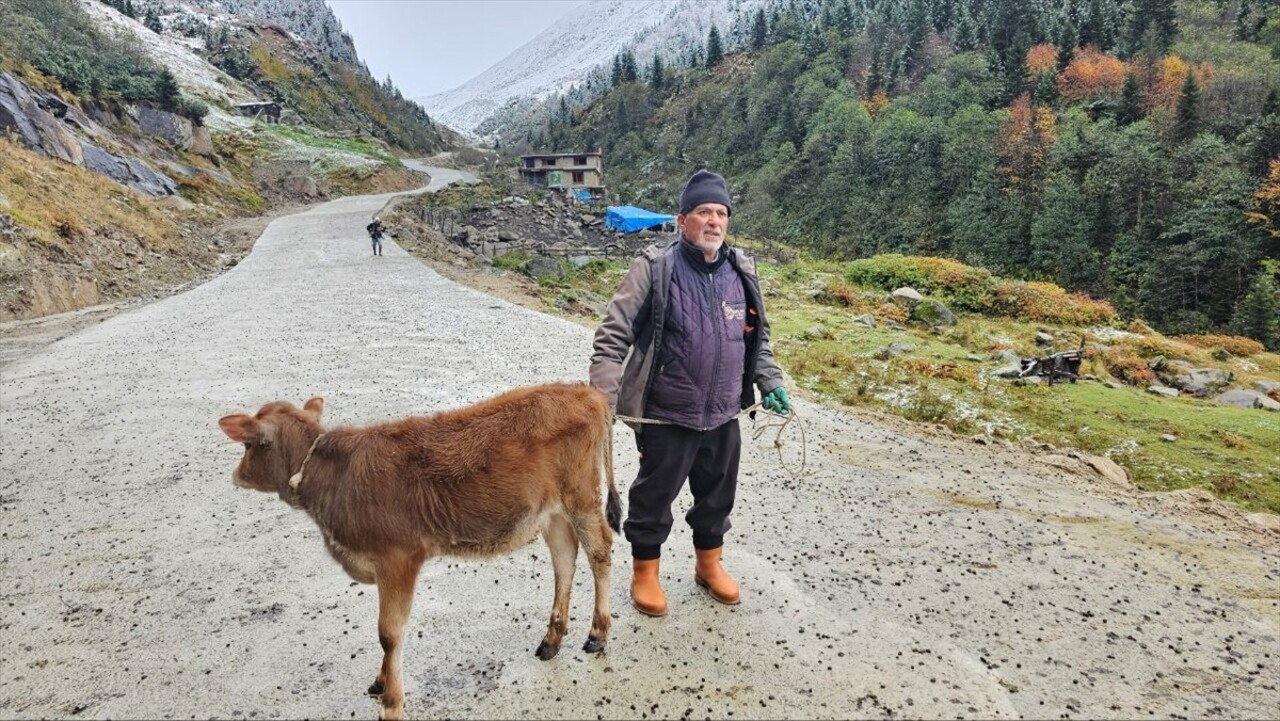 Rize'nin Çamlıhemşin ilçesinde baharda hayvanlarıyla yaylalara çıkan vatandaşlar köylere dönüş...