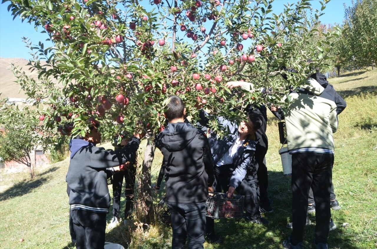 Hakkari'nin Yüksekova ilçesinde tarım sınıfı öğrencileri elma hasadına katıldı. Öğretmen ve...