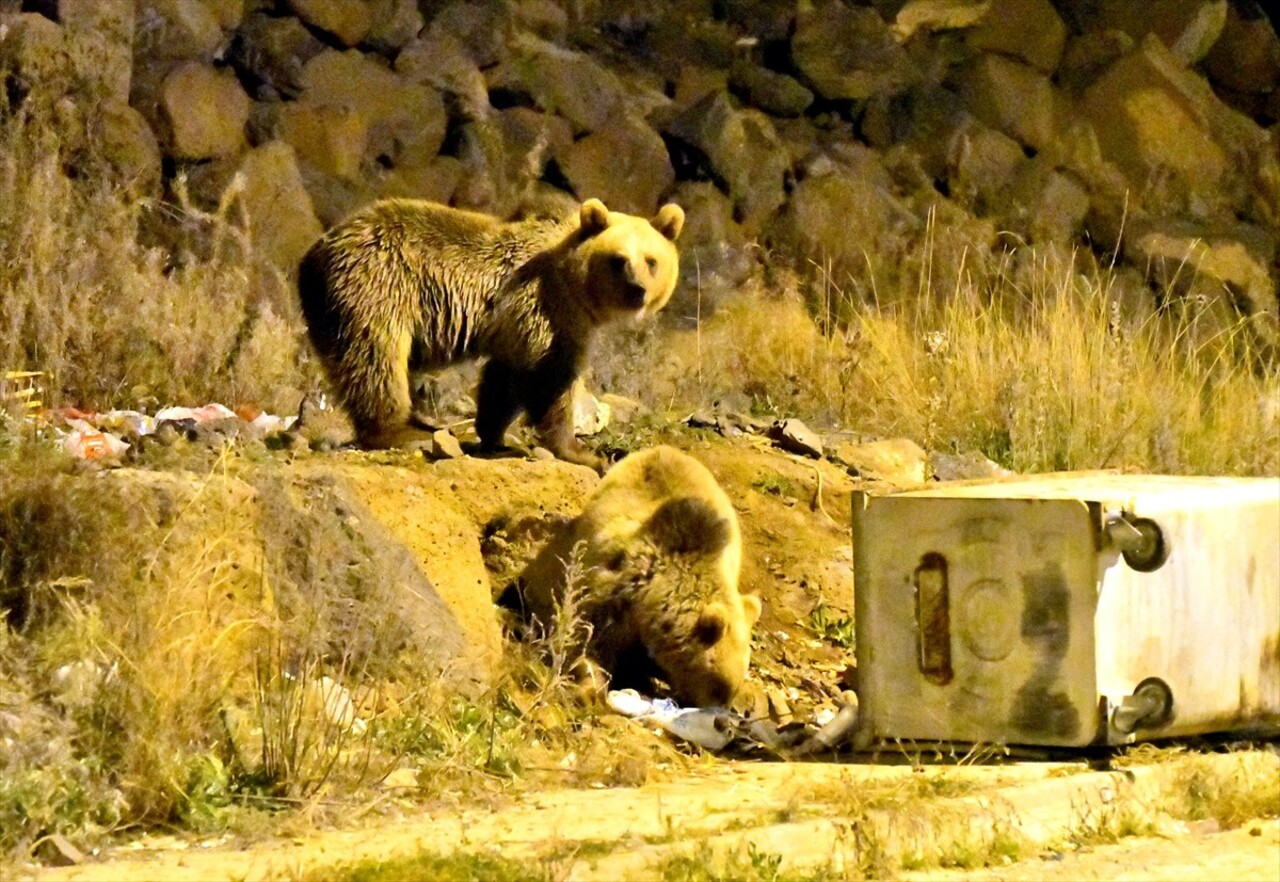 Kars'ın Sarıkamış ilçesindeki ormanlık alanda yiyecek bulmakta zorlanan bozayılar, havalar...