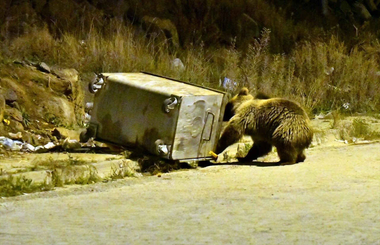 Kars'ın Sarıkamış ilçesindeki ormanlık alanda yiyecek bulmakta zorlanan bozayılar, havalar...